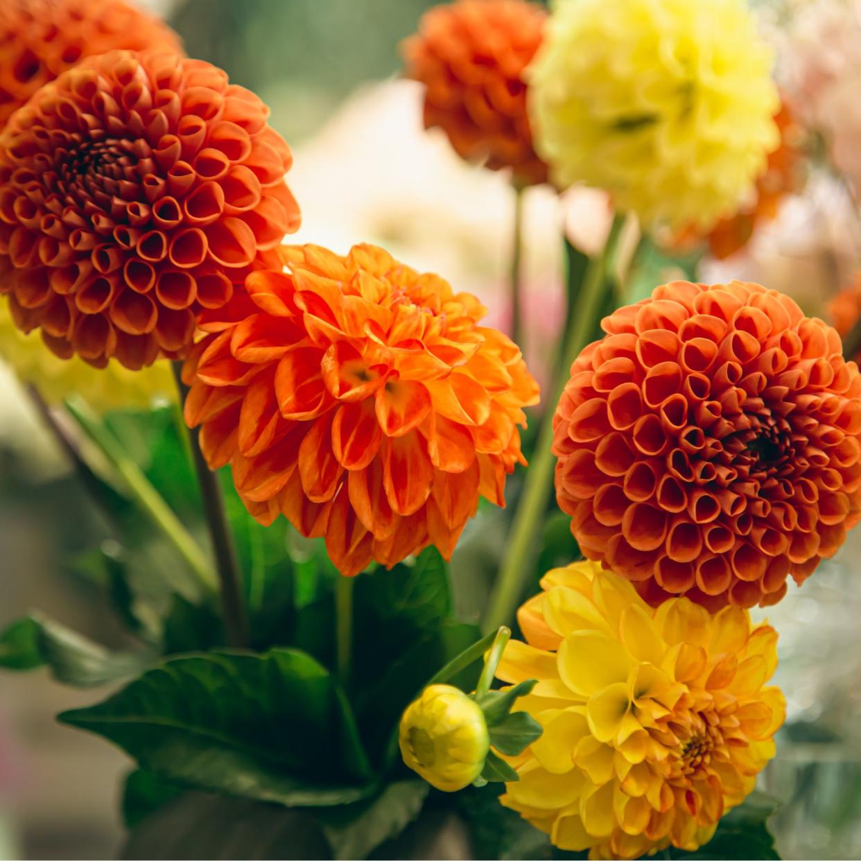  Dahlias clustered together in autumn colours of orange and yellow. 