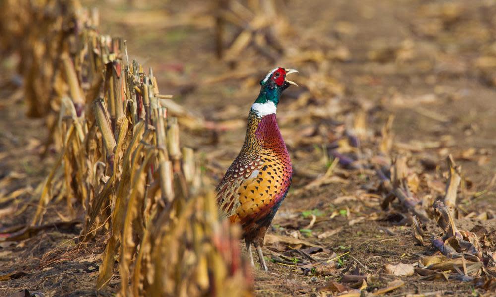 <span>Photograph: Arterra Picture Library/Alamy</span>