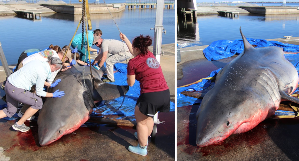 Left, rescue crews push the large great white shark onto it's side as others hold chains and harnesses. Right, the great white shark lies on the concrete bloodied. 