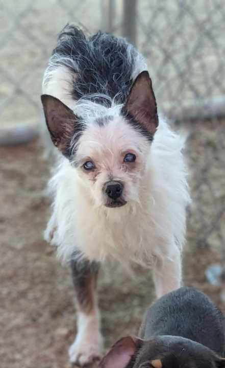 Nearly 30 animals saved from a hoarding situation in Pahrump. Photo Credit: A Path 4 Paws