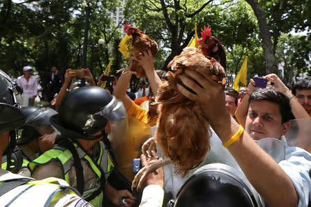 Opposition supporters carry chickens as they clash with riot police during a protest outside the offices of the Venezuela's ombudsman in Caracas, Venezuela April 3, 2017. REUTERS/Carlos Garcia Rawlins