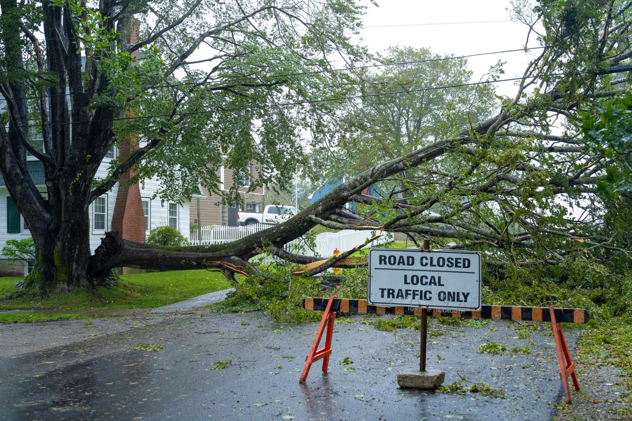 A downed tree hangs on power lines in Nova Scotia, Canada (AP)
