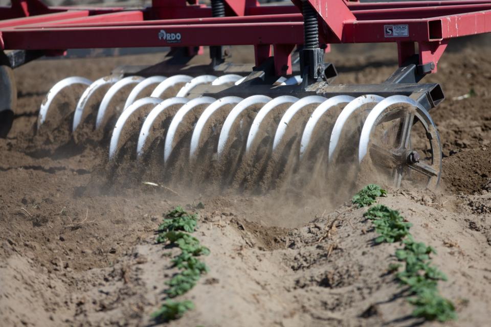 A billion pounds of potatoes surplus in Washington state