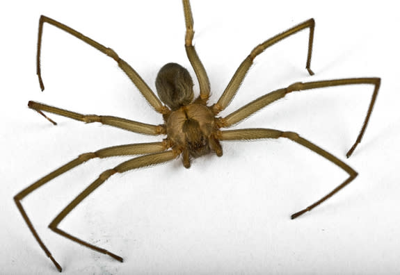 Weird Delay in Pain from Brown Recluse Spider Bite Explained