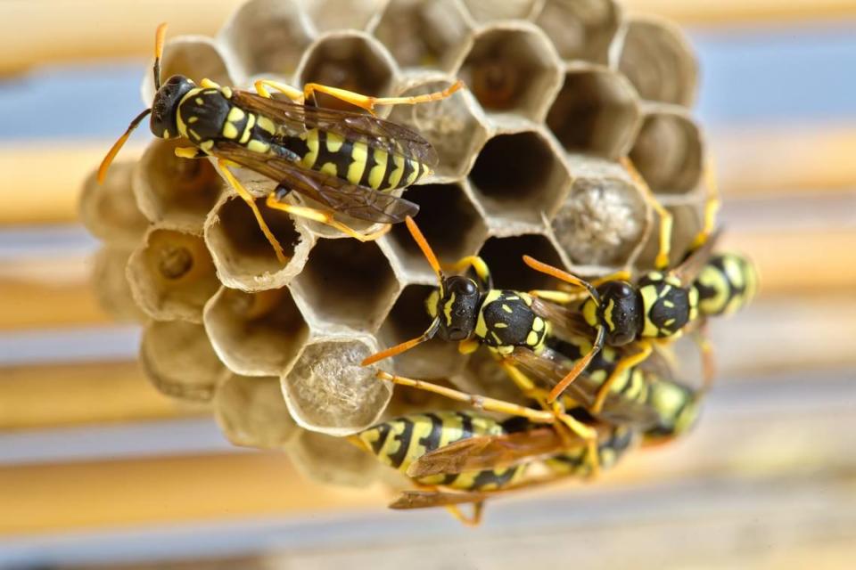 Several wasps build a nest to lay their eggs. Hot weather could increase the number of wasps in California.