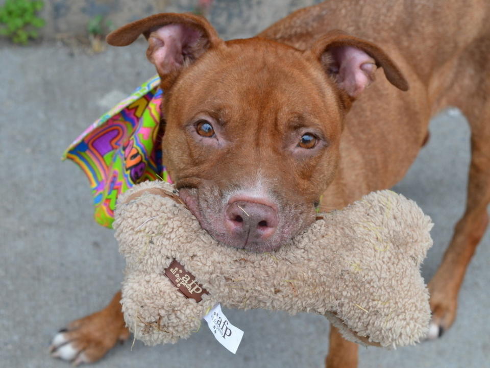 This approximately 6-year-old gal has a bright and sunny disposition that will keep you warm long after the chilly fall nights give way to winter’s freeze.   Visit AC&C's Brooklyn Care Center at 2336 Linden Boulevard if interested, or email adoption@nycacc.org with June’s A#: A0993015.  AC&C adoptions include vaccinations, spay/neuter, a pre-registered microchip, an identification tag, a collar, and a certificate for a free initial exam at a participating veterinarian. For more info, check out <a href="http://nycacc.org/Adopt.htm" target="_blank">http://nycacc.org/Adopt.htm</a>.