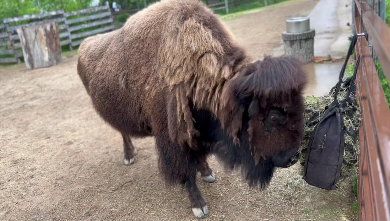 Male bison, Beefcake, was humanely euthanized at Henry Vilas Zoo