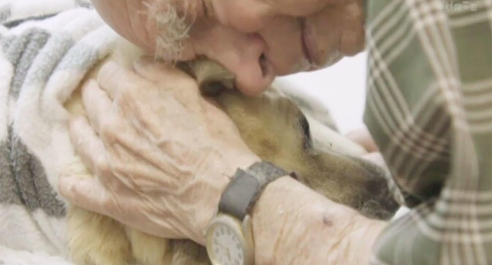 A pack of dogs grabbed onto the elderly man’s pet by a rear leg and shoulder. The dog could not survive its injuries and had to be put down. Source: Newshub