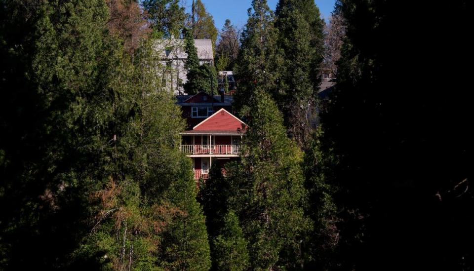 Many homes in Nevada City are surrounded by dense trees. State Farm is just the latest major company to cut coverage in California.