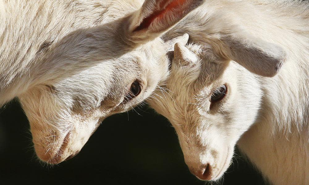 <span>Photograph: Michael Probst/AP</span>