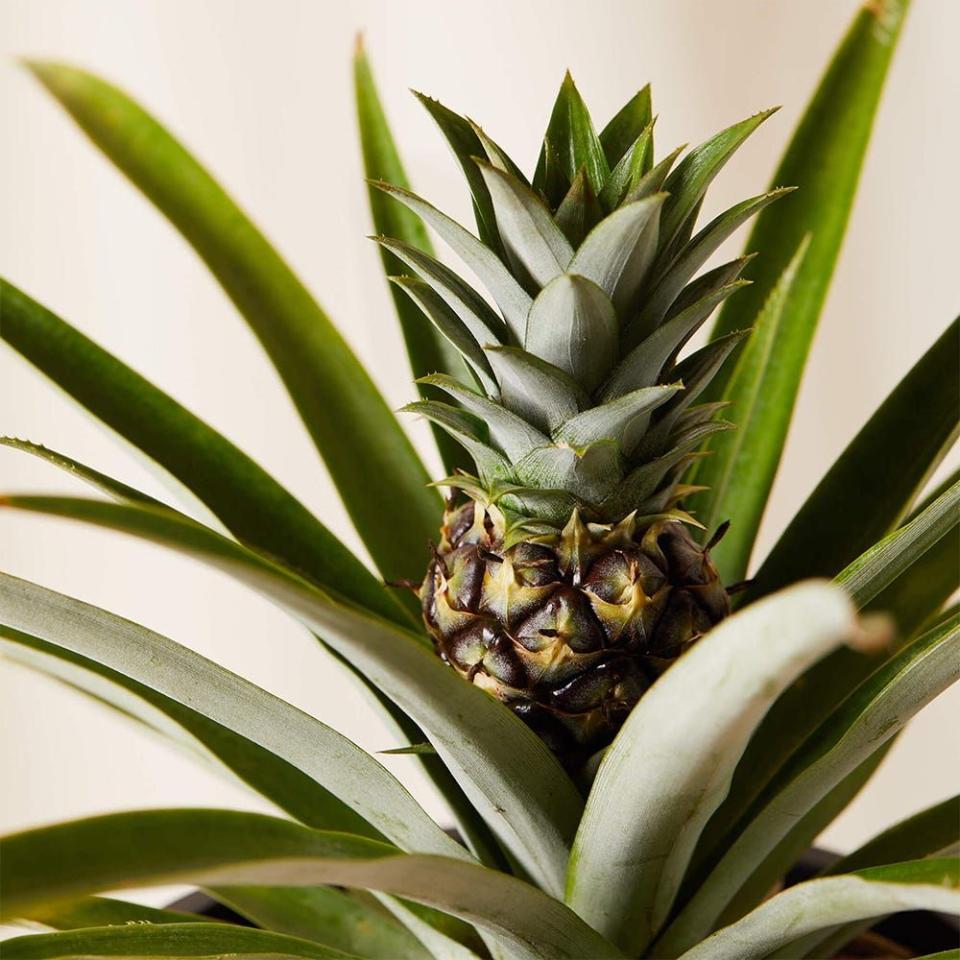 <p><a href="https://go.redirectingat.com?id=74968X1596630&url=https%3A%2F%2Fbloomscape.com%2Fproduct%2Fbromeliad-pineapple%2F&sref=https%3A%2F%2Fwww.bestproducts.com%2Flifestyle%2Fa40036267%2Fbloomscape-bromeliad-pineapple-plant%2F" rel="nofollow noopener" target="_blank" data-ylk="slk:Shop Now;elm:context_link;itc:0;sec:content-canvas" class="link ">Shop Now</a></p><p>Bromeliad Pineapple Plant</p><p>bloomscape.com</p>