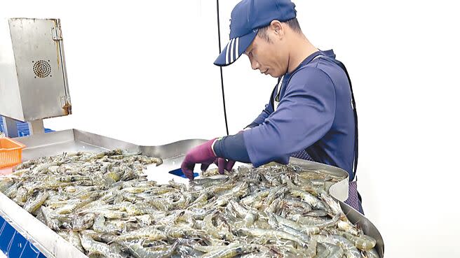 台東海水養殖白蝦肉質彈牙、海味濃郁，依尺寸規格定價，每台斤350至500元不等。（蕭嘉蕙攝）