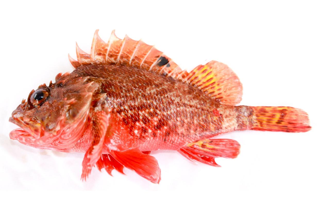 Red Scorpion Cod