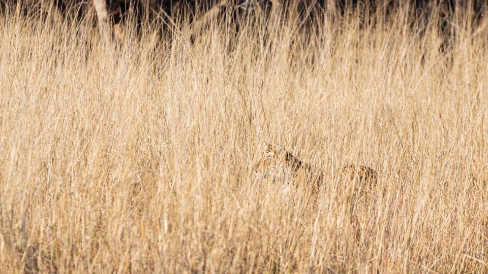 Tiger hidden in the tall dried grass.