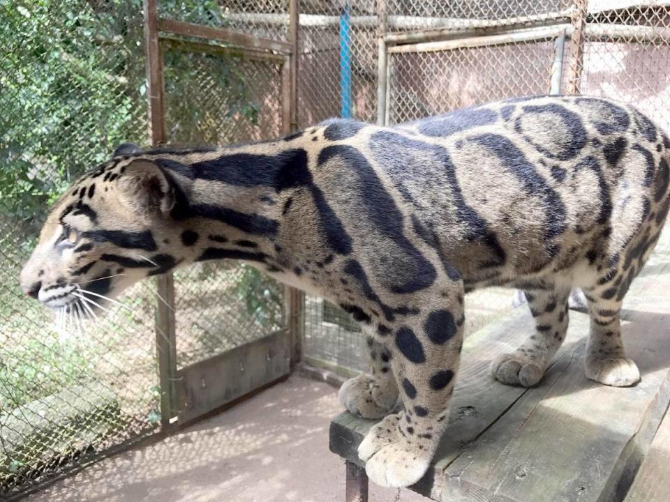 ▲泰國綠山動物園內有全球最大的雲豹繁育中心。（圖／高市觀光局提供）
