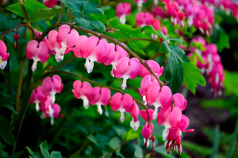 Bleeding Heart flowers growing on a bush outdoors. 