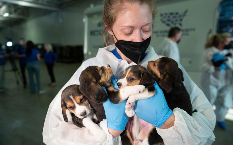A Humane Society Animal Rescue Team member carries four beagle puppies into the organisation's care and rehabilitation centre in Maryland - Kevin Wolf/AP Images for the HSUS
