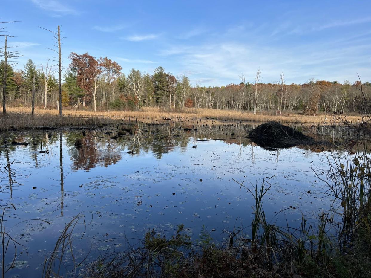 <span class="caption">Wetlands created by beavers, like this one in Amherst, Massachusetts, store floodwaters and provide habitat for animals and birds.</span> <span class="attribution"><span class="source">Christine Hatch</span>, <a class="link " href="http://creativecommons.org/licenses/by-nd/4.0/" rel="nofollow noopener" target="_blank" data-ylk="slk:CC BY-ND;elm:context_link;itc:0;sec:content-canvas">CC BY-ND</a></span>