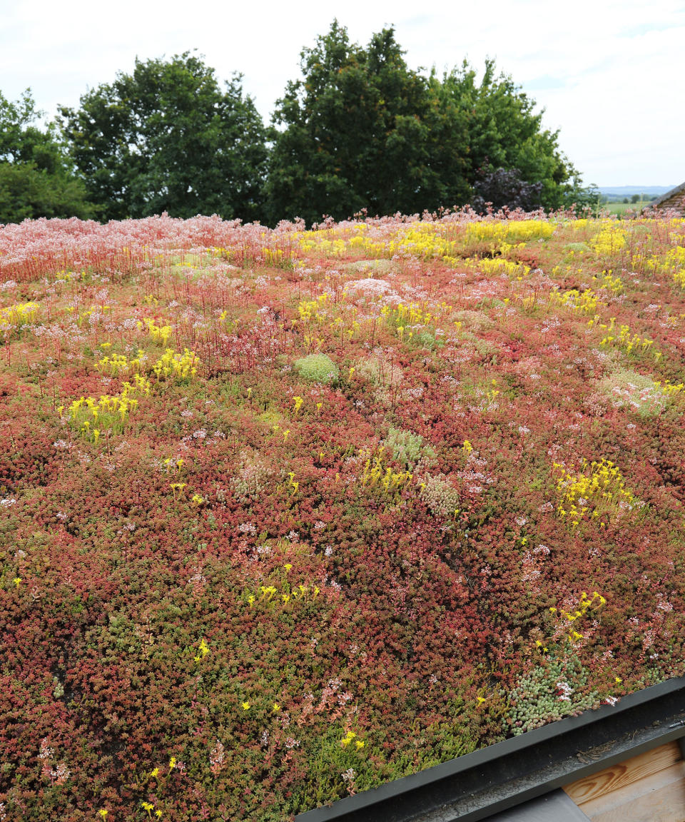 sedum roof on a timber building