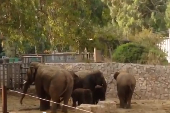 Elephants shield young as bomb sirens go off near Tel Aviv zoo