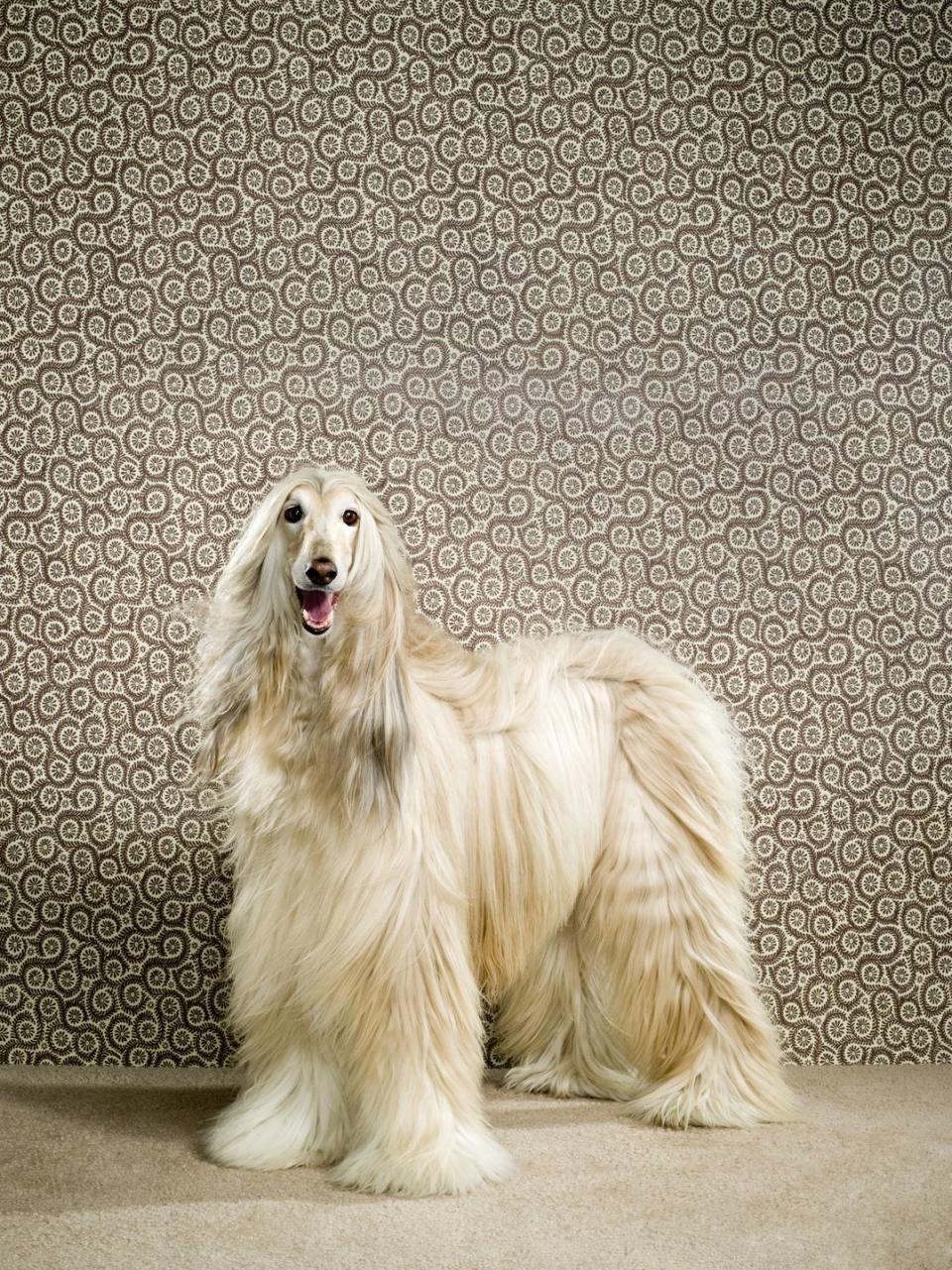 best hypoallergenic dog breeds