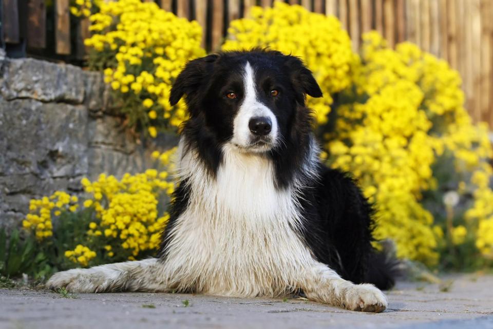 Border Collie Dog Flowers Yellow