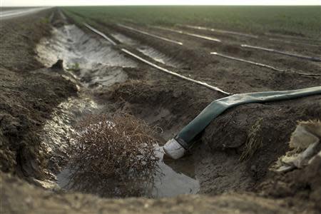 A tumbleweed is seen at an irrigation channel on a farm near Cantua Creek, California in this February 14, 2014 file photo. REUTERS/Robert Galbraith/Files