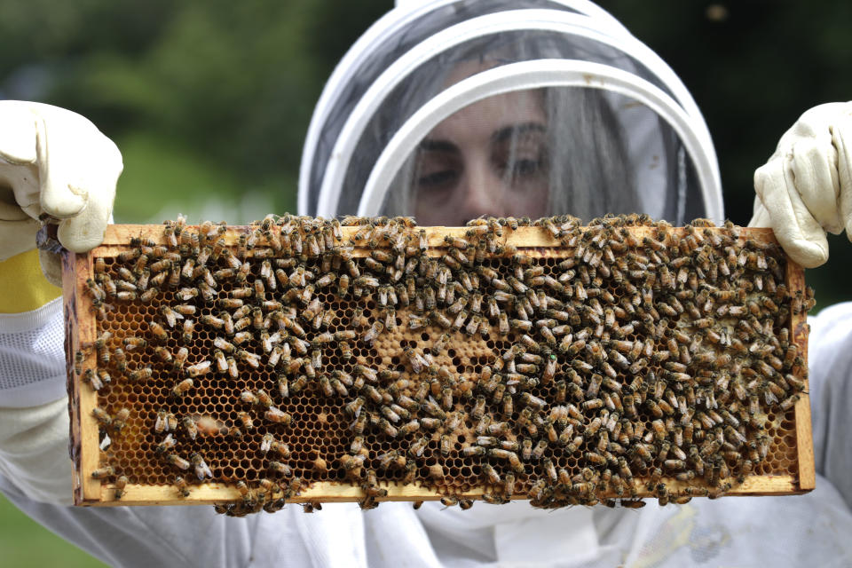 El trabajo polinizador de las abejas es clave para la agricultura, y la escasez de esos insectos en estado salvaje ha propiciado, sobre todo en los enormes cultivos de California, un mercado de colmenas de alquiler que son transportadas de un campo a otro para que realicen su labor polinizadora. (AP)