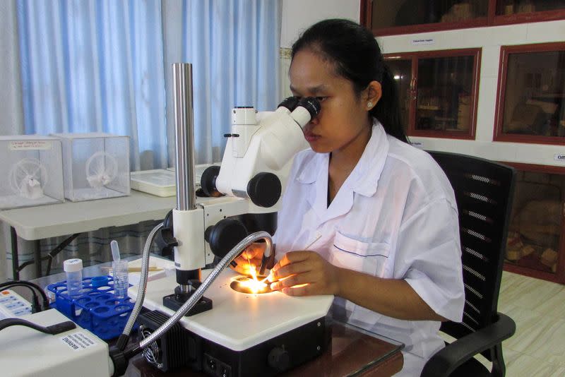 A lab technician Nhek Sreynik works with mosquitoes, in a lab at Kompong Speu Province