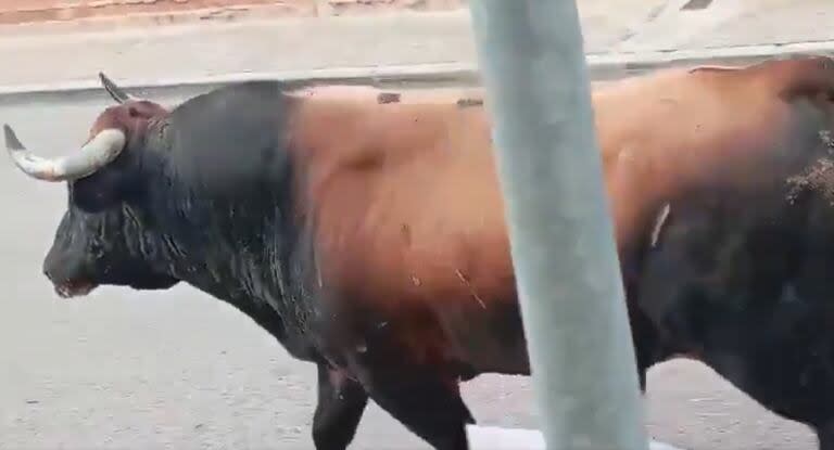 Se escapó un toro en España.