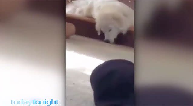 The video depicts a dog being hit with a thong repeatedly. Source: Today Tonight