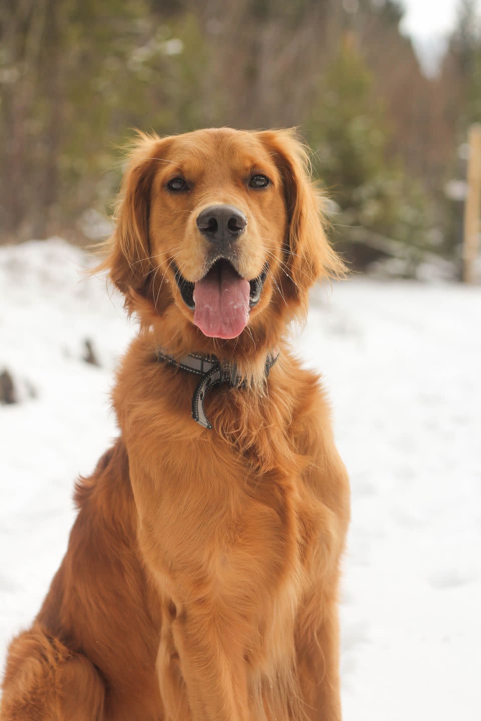 Golden Retriever