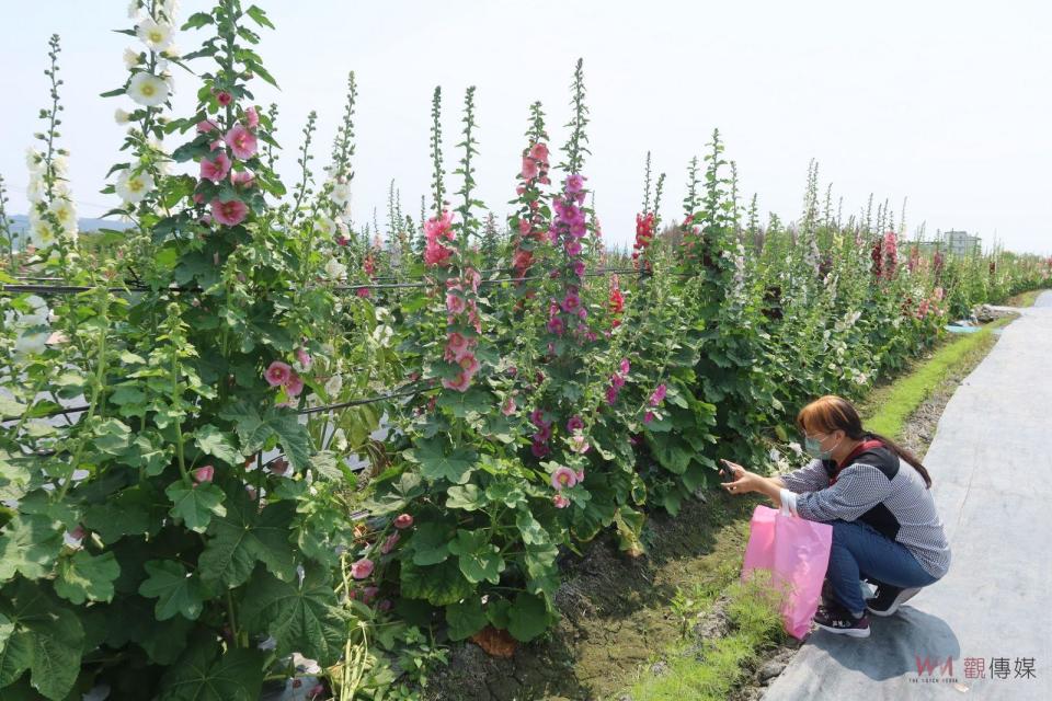 ▲員林市南區公園旁花田種植近萬株蜀葵花，近來陸續盛開，歡迎全國各地遊客前來員林欣賞「花中巨人」蜀葵花，漫步在萬紫千紅的蜀葵花海。（記者陳雅芳攝）