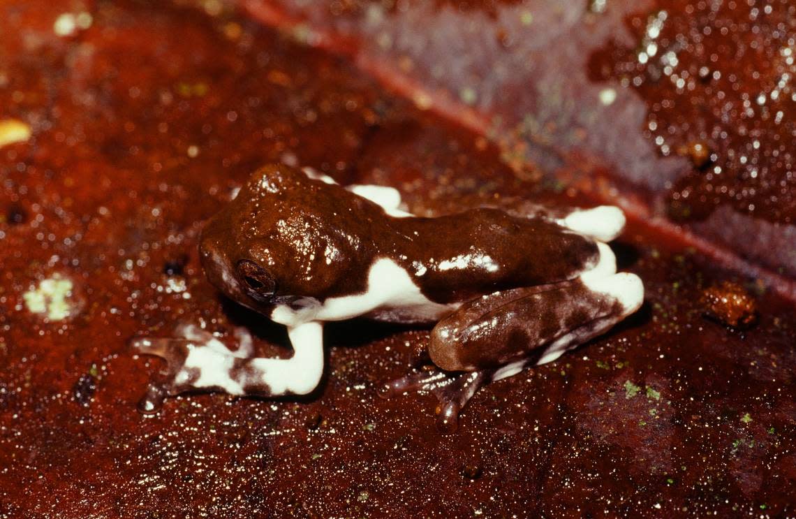 A young crater mountain treehole frog with coloring like bird droppings. Photo from Steve Richards