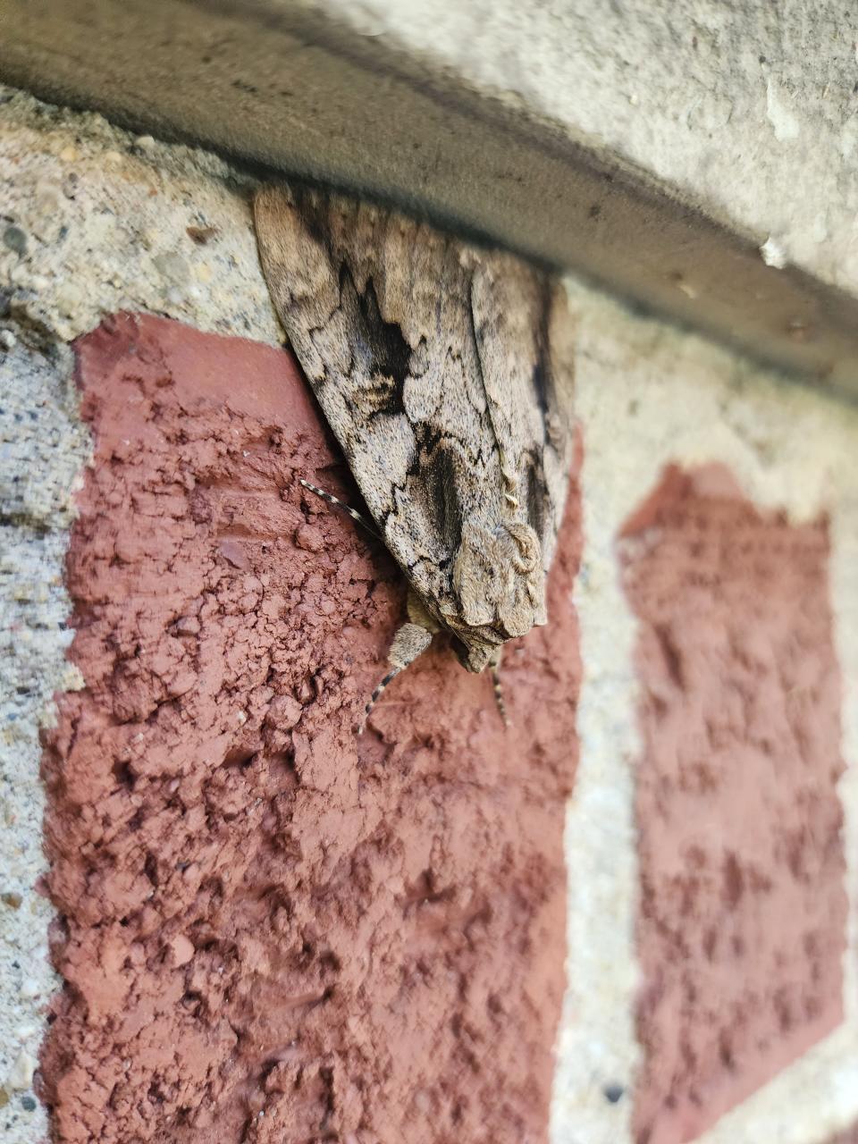 A sweetheart underling moth, resting on an outside wall of Cathryn Daisy's Commerce Township house on Aug. 13, 2023, startled Daisy, as it initially appeared to be a snake's head emerging from the brick.