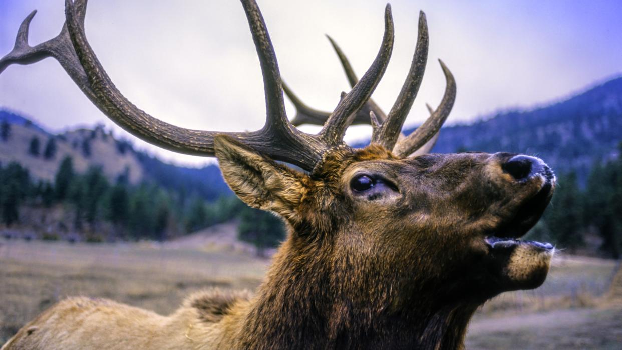  Close-up of bugling elk at Banff National Park. 