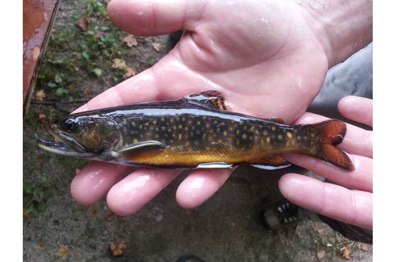 The experiment used American brook trout (University of Massachusetts Amherst)