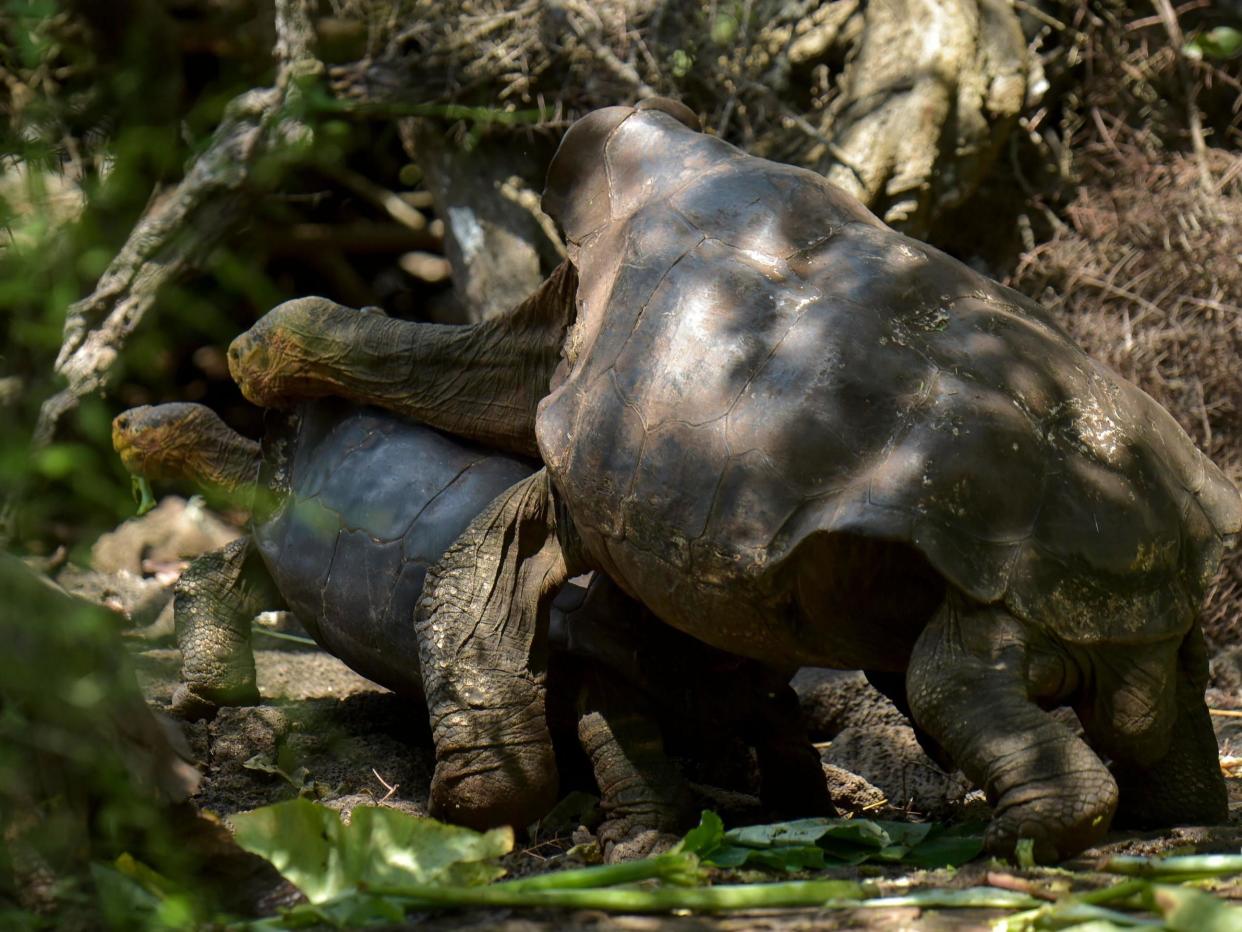 Diego the tortoise mates with a female in a breeding centre at the Galapagos National Park on Santa Cruz Island, located around 1,000 km from Ecuador: Rodrigo Buendia/AFP via Getty Images