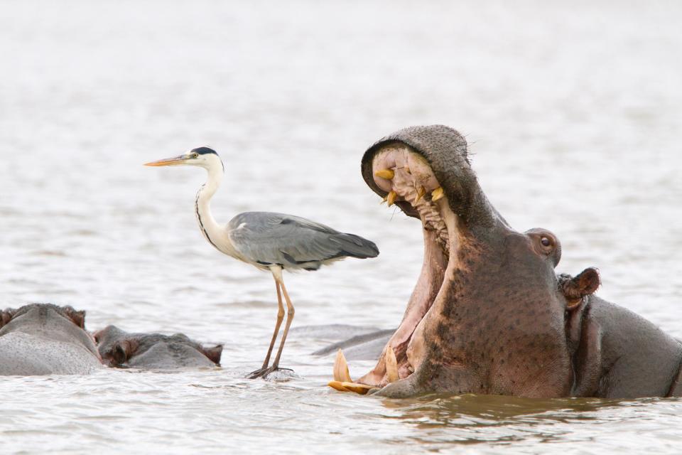 A hippo opens its mouth next to a heron