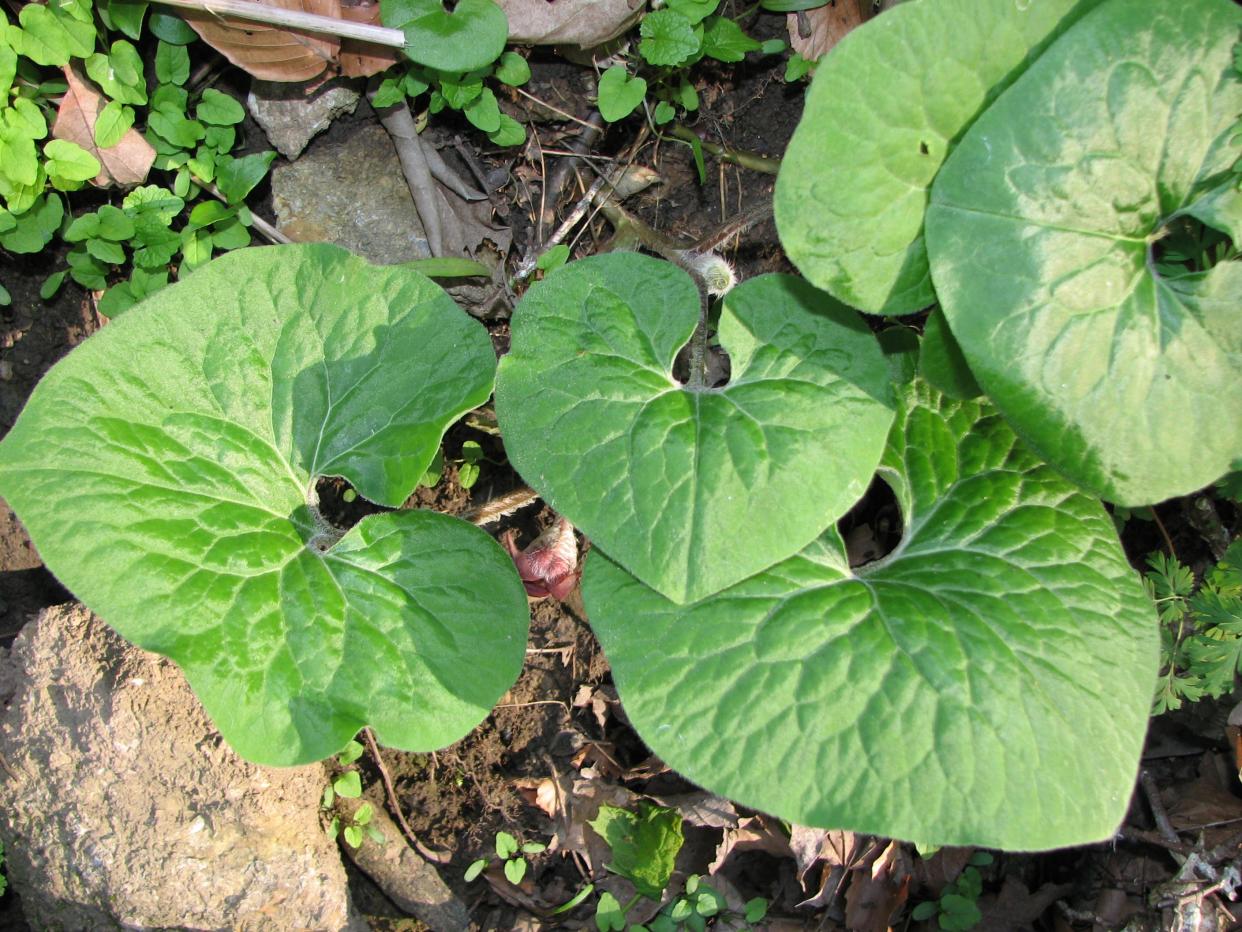 Asarum canadense, also known as wild ginger