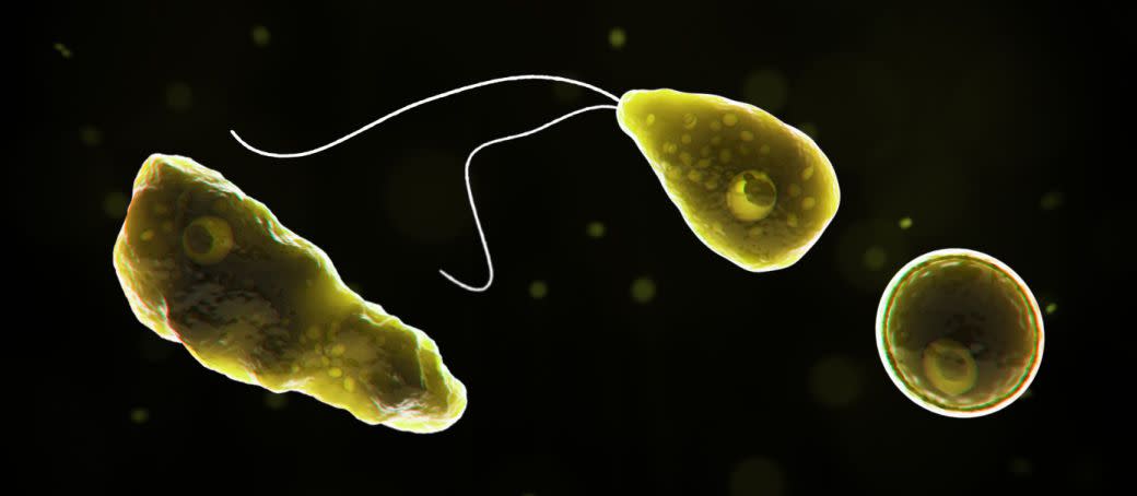 Computer-generated representation of Naegleria fowleri in its ameboid trophozoite stage, in its flagellated stage, and in its cyst stage.