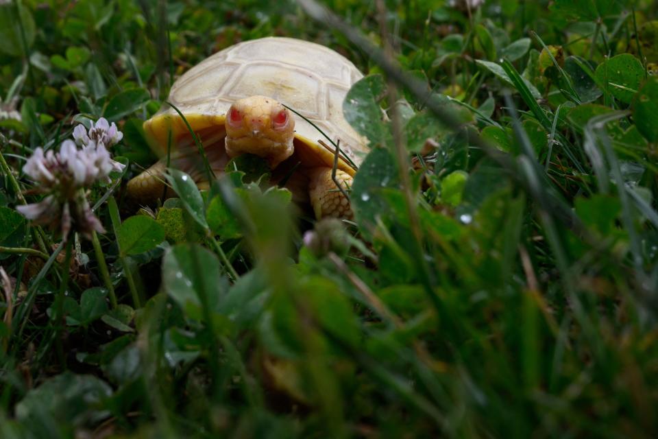 An albino Galapagos giant tortoise baby is seen in grass on June 3, 2022.