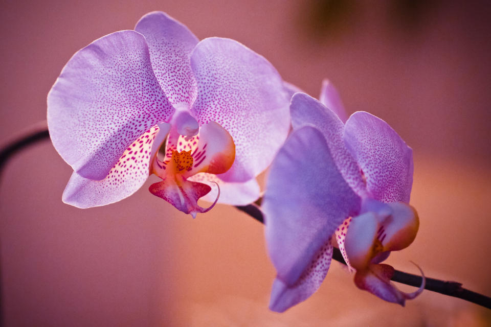 purple orchid, lavender orchid, orchid care (Getty Images)