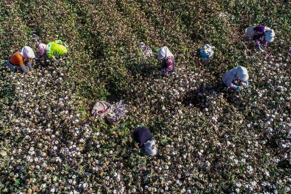 Farmers picking cotton in a field in Hami in China's northwestern Xinjiang region on on Oct. 14, 2018. (AFP via Getty Images file)