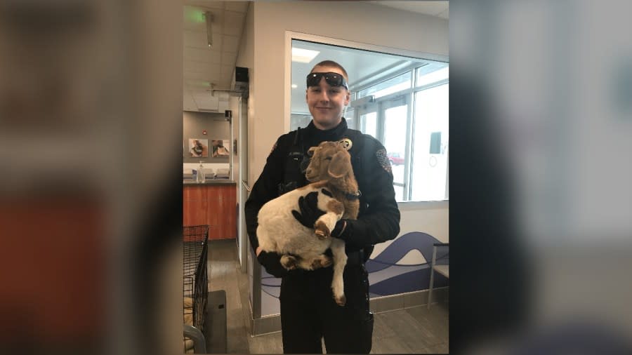 Deputies with the Arapahoe County Sheriff’s Office rescued a goat that was found locked inside a cage in a car overnight more than once. (Photo: Arapahoe County Sheriff’s Office)