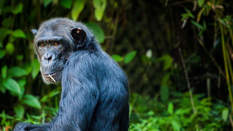 比利時一名大媽愛上動物園裡的黑猩猩。（示意圖／翻攝自Pixabay）