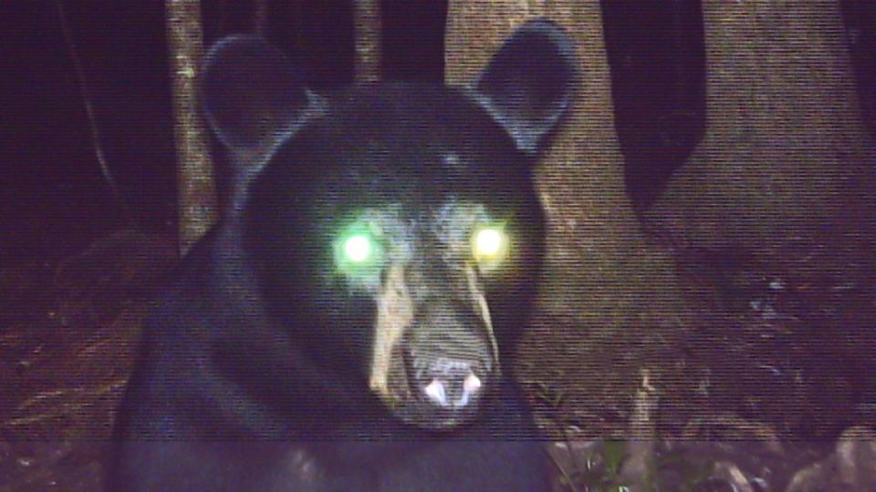 Oso sorprendido en la noche