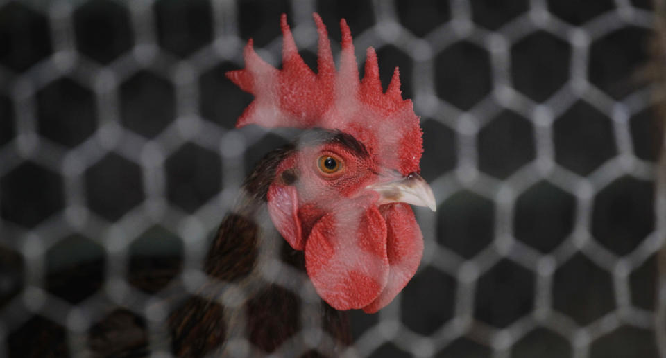 A rooster behind a chicken wire fence.