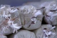 Mushroom fruiting bags made out of saw dust, coffee grounds and gypsum show mushrooms growing at an urban farm in Singapore June 20, 2017. REUTERS/Thomas White