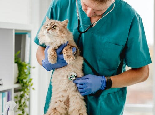 <span class="caption">Cats were likely stressed because we interrupted their daily routine.</span> <span class="attribution"><a class="link " href="https://www.shutterstock.com/image-photo/man-veterinarian-listening-cat-stethoscope-during-1925459168" rel="nofollow noopener" target="_blank" data-ylk="slk:Tatyana Vyc/ Shutterstock;elm:context_link;itc:0;sec:content-canvas">Tatyana Vyc/ Shutterstock</a></span>